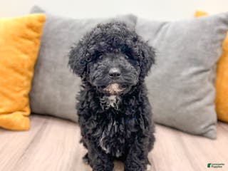 Mini Bernedoodle dogs Manny - Ad 13