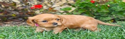 Cavalier King Charles Spaniel dogs for sale: Charlotte - Genetic Tested Parents - Ad 9