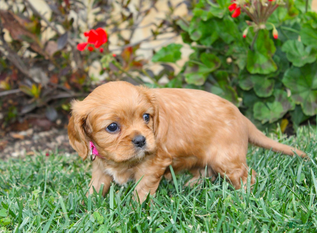 Cavalier King Charles Spaniel dogs for sale: Charlotte - Genetic Tested Parents - Ad 9