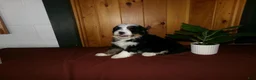 Mini Bernedoodle dogs for sale: Anson - Ad 3