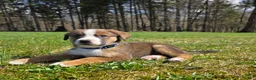 Mixed Breed dogs for sale: Mixed Breed Puppy 3 - Ad 2