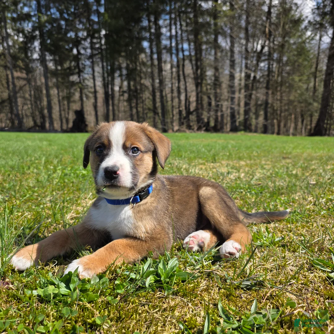 Mixed Breed dogs for sale: Mixed Breed Puppy 3 - Ad 2
