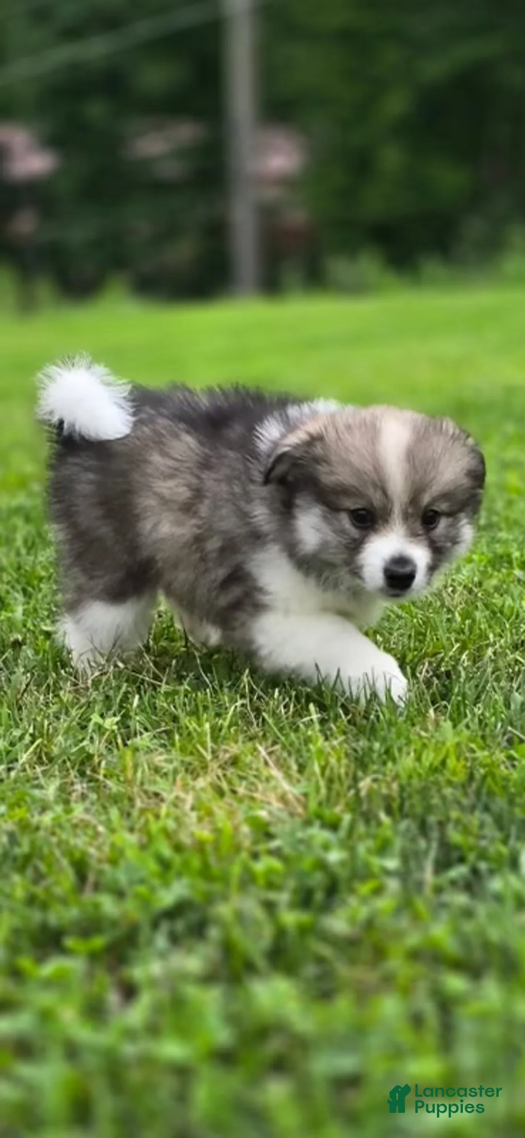 Pomsky dogs for sale: Pomsky 4 - Ad 2