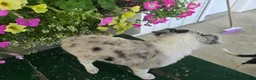 Chihuahua dogs for sale: Beauty  - Ad 8