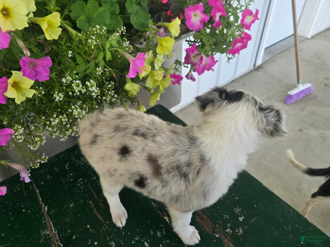 Chihuahua dogs for sale: Beauty  - Ad 8