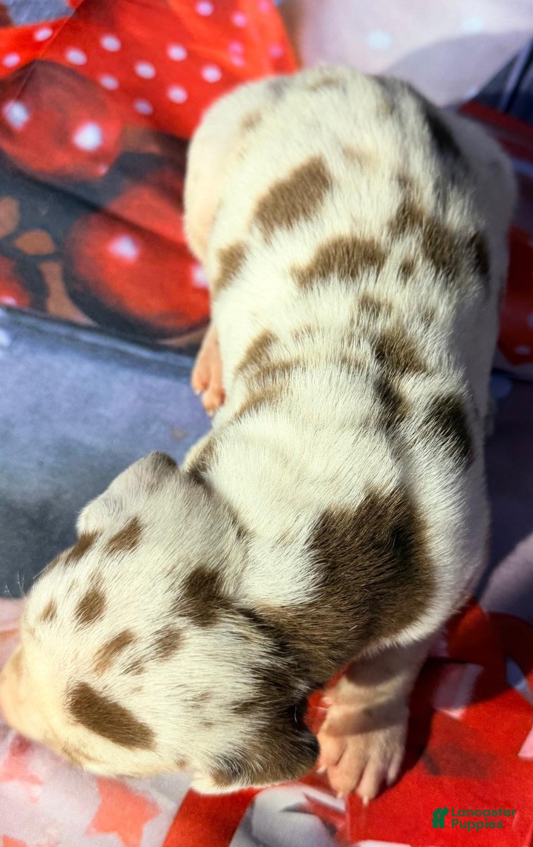 Great Dane dogs for sale: Vance - Chocolate Harlequin - Ad 1