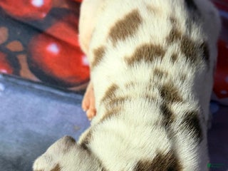 Great Dane dogs Vance - Chocolate Harlequin - Ad 9