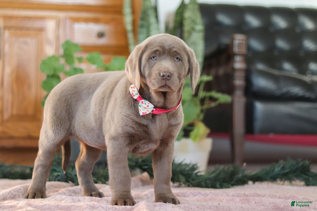 Labrador Retriever dogs for sale: Holly - Ad 8