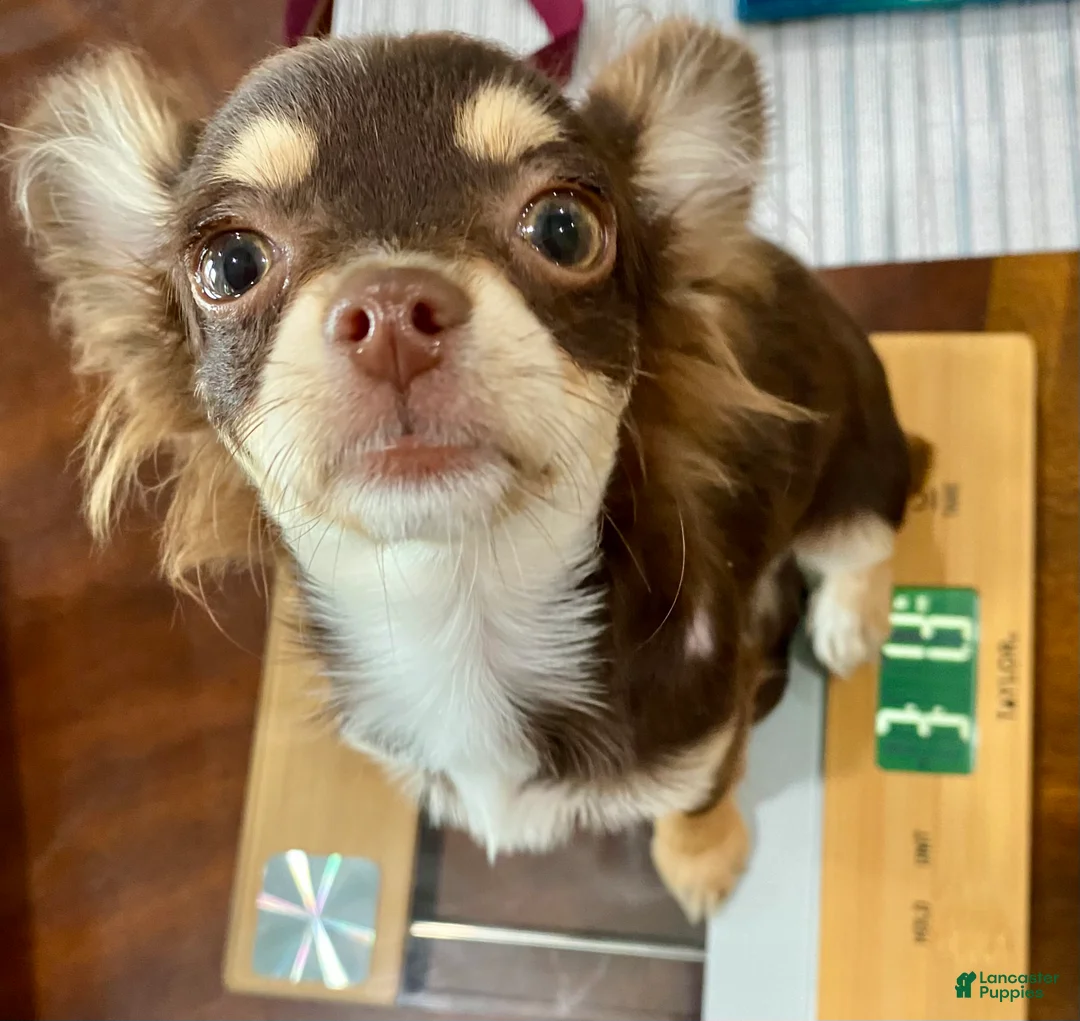 Chihuahua dogs for sale: Violet  - Ad 2