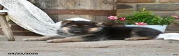 German Shepherd dogs for sale: Chief - Ad 3