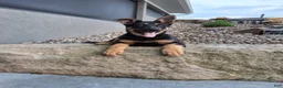 German Shepherd dogs for sale: Karl - Ad 9