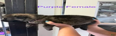 German Shepherd Purple Collar
