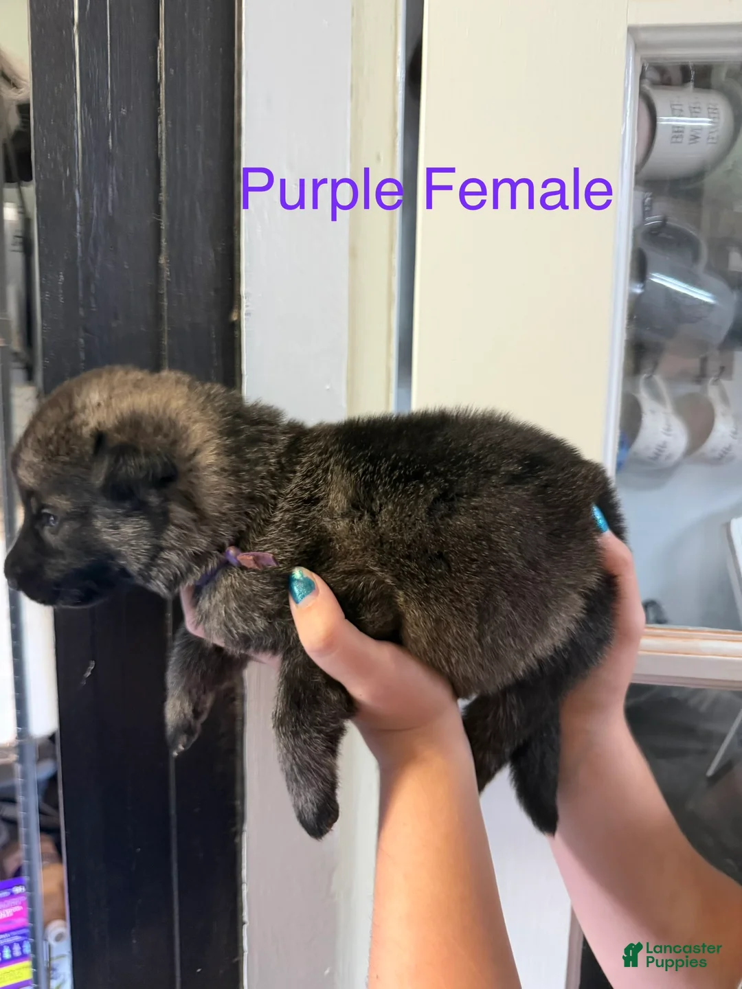 German Shepherd dogs for sale: German Shepherd Purple Collar - Ad 1