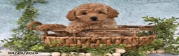 Bichpoo dogs for sale: Felicity - Ad 4
