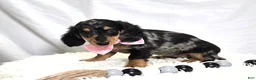 Miniature Dachshund dogs for sale: Crystal - Ad 3