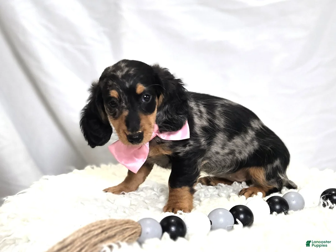 Miniature Dachshund dogs for sale: Crystal - Ad 3