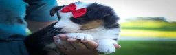 Mixed Breed dogs for sale: Goose🐾 - Ad 15