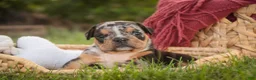 English Bulldog dogs for sale: Savannah English Bulldog  - Ad 9