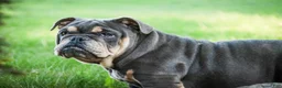 English Bulldog dogs for sale: Xena - Ad 2