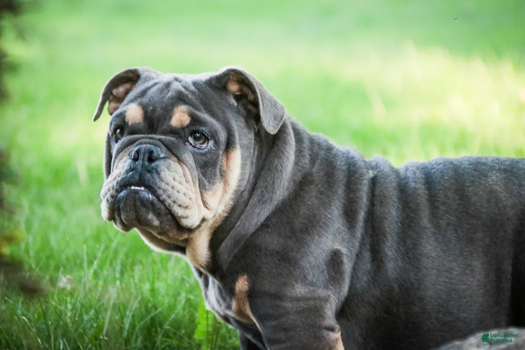 English Bulldog dogs for sale: Xena - Ad 2