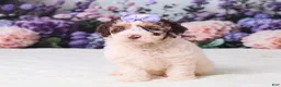 Mini Goldendoodle dogs for sale: Cupcake - Ad 1