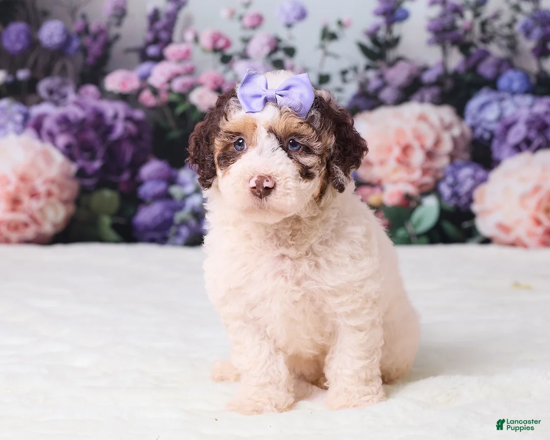 Mini Goldendoodle dogs for sale: Cupcake - Ad 1