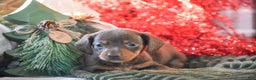 Dachshund dogs for sale: Sprinkles - Ad 3