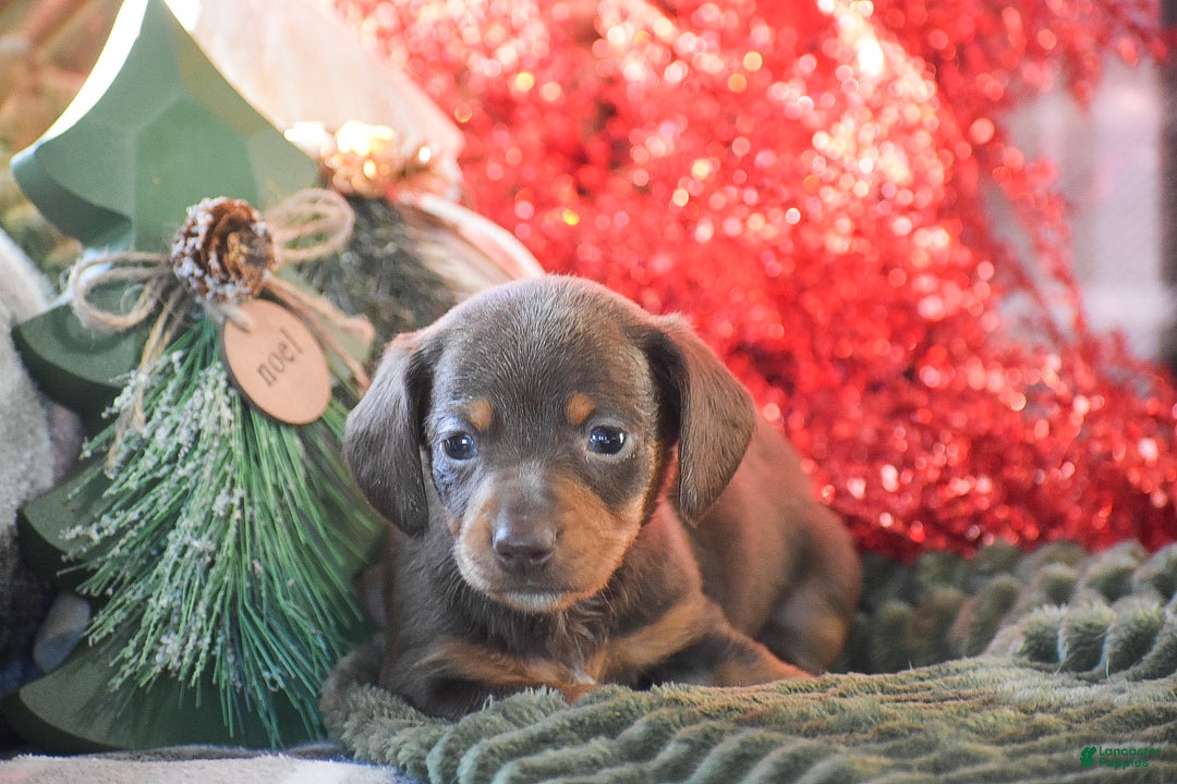 Dachshund dogs for sale: Sprinkles - Ad 3