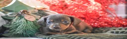 Dachshund dogs for sale: Sprinkles - Ad 9