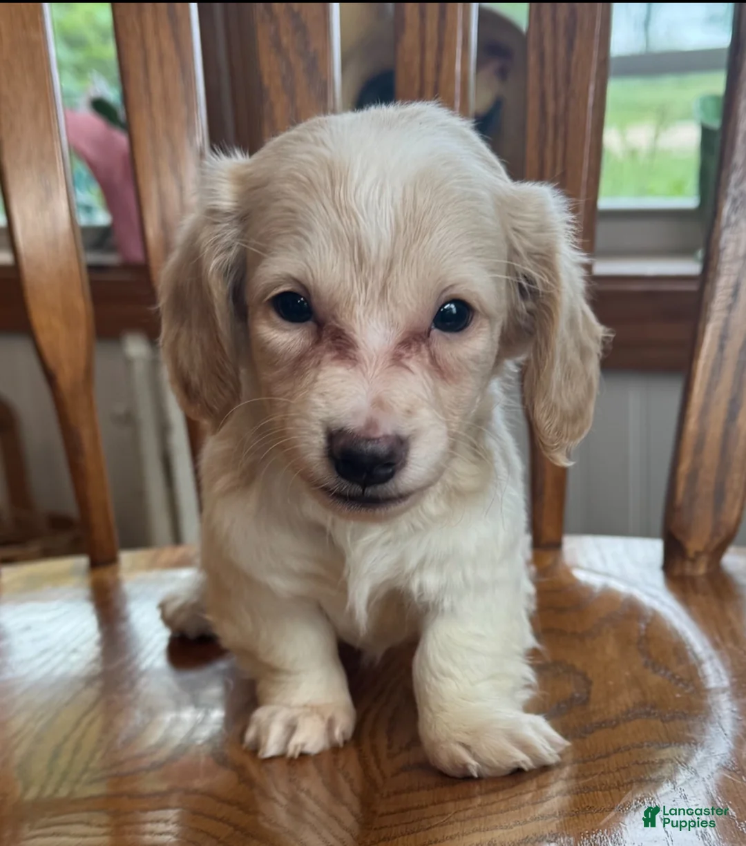 Miniature Dachshund dogs for sale: Happy Bailey~! - Ad 6
