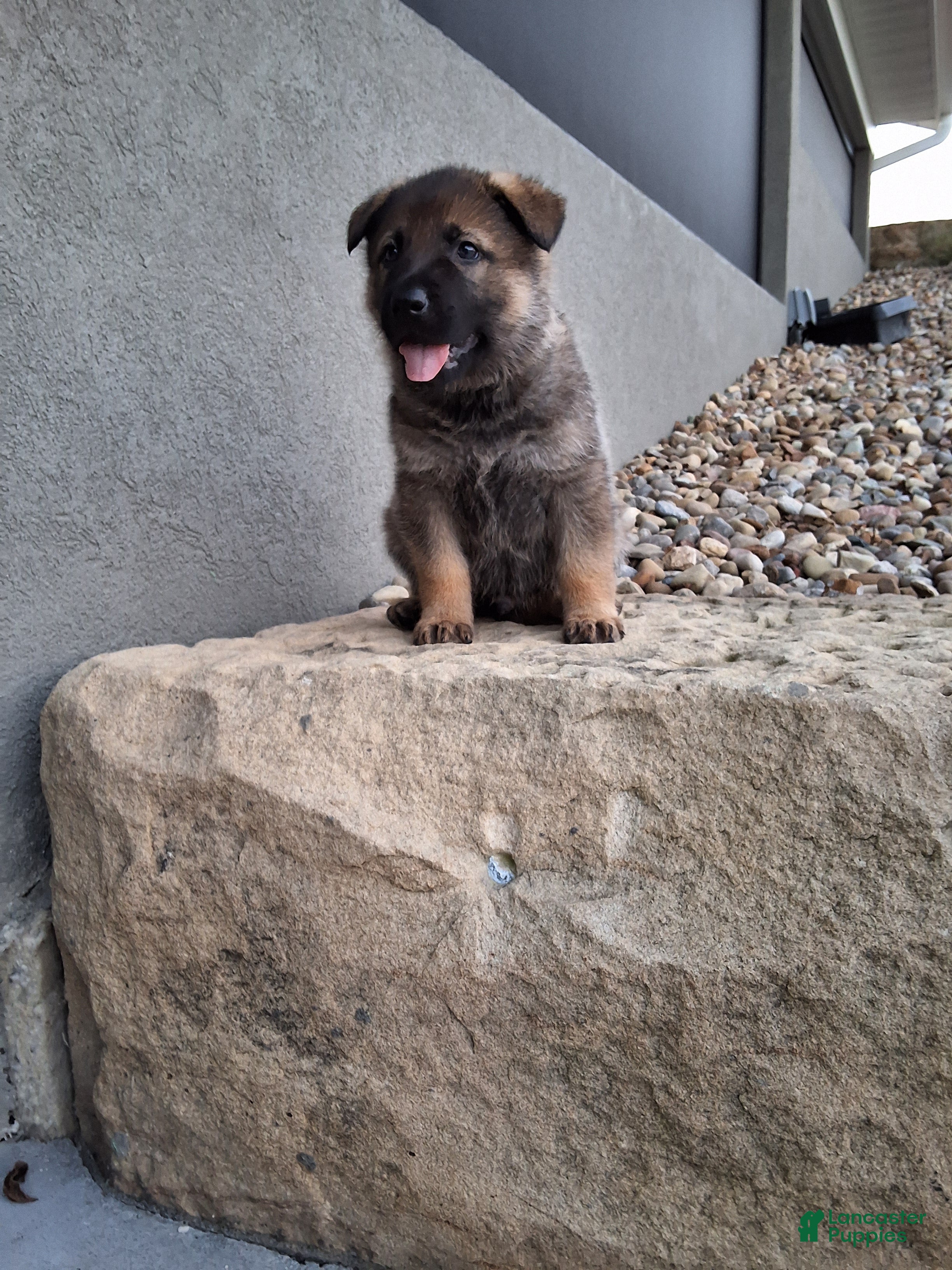 German Shepherd dogs Kobe - Ad 2