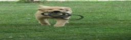 Golden Retriever dogs for sale: Golden Retriever 1 - Ad 24