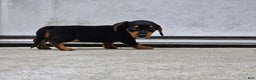 Miniature Dachshund dogs for sale: Rosie - Ad 7