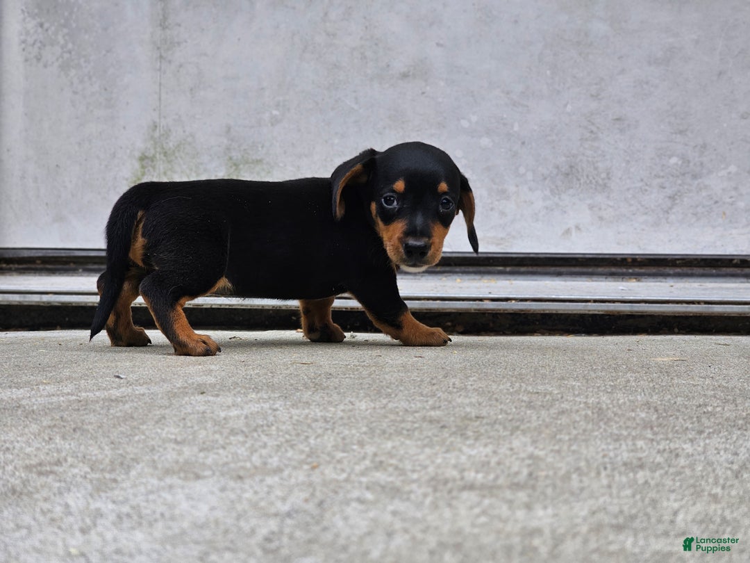 Miniature Dachshund dogs for sale: Rosie - Ad 7