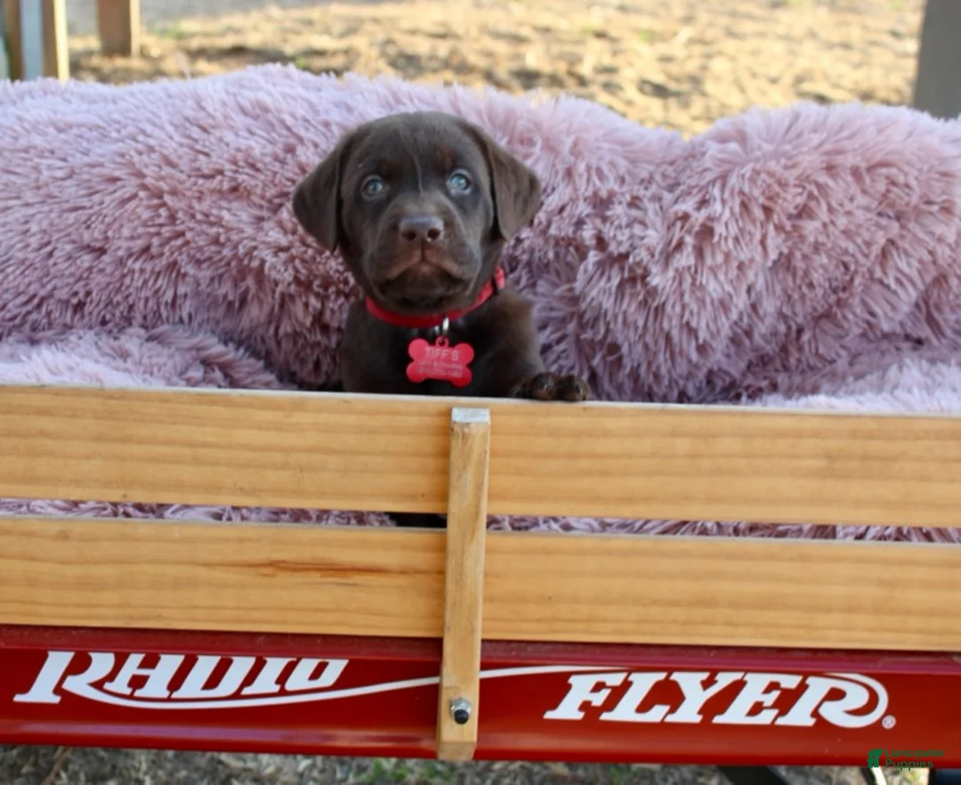 Labrador Retriever dogs for sale: Red Collar - Ad 9