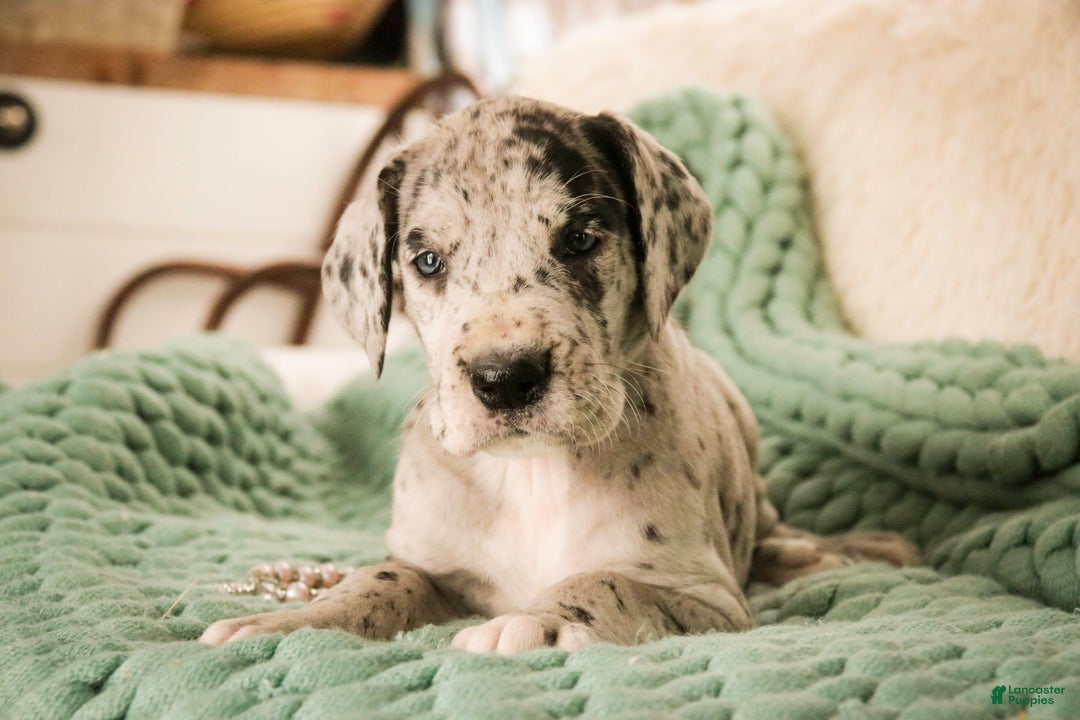 Great Dane dogs for sale: Annie - Ad 6