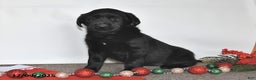 Labrador Retriever dogs for sale: Sue - Ad 1