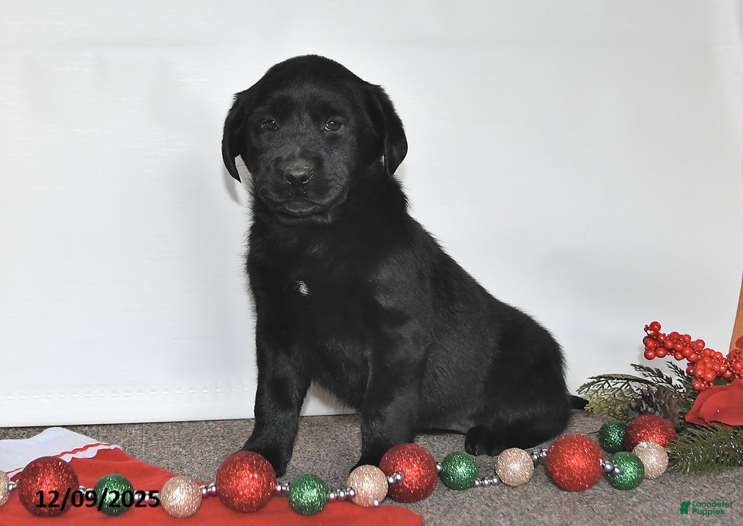 Labrador Retriever dogs for sale: Sue - Ad 1
