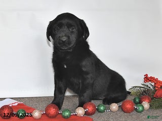Labrador Retriever dogs Sue - Ad 41