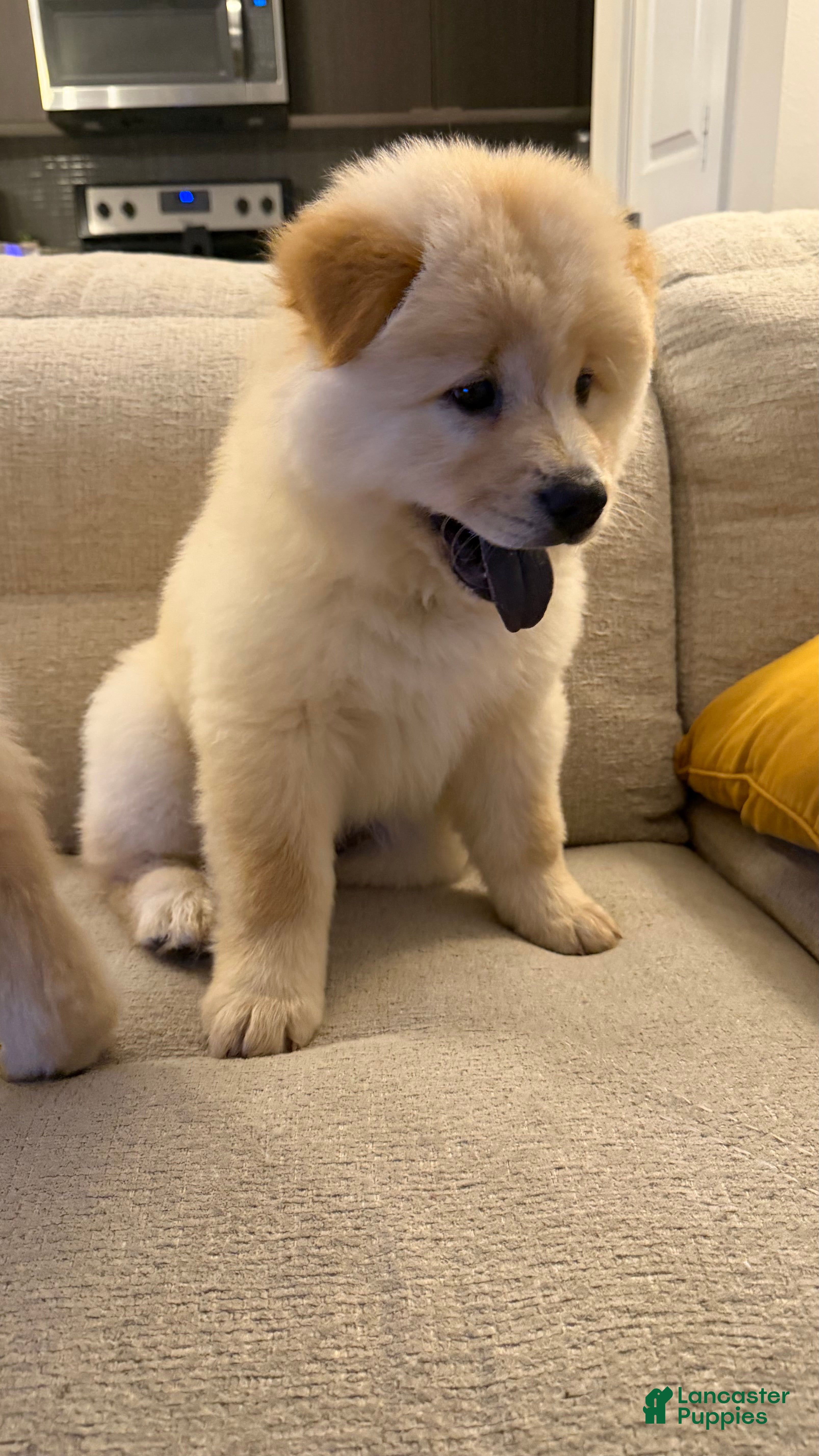 Chow Chow dogs Ferox - Ad 13
