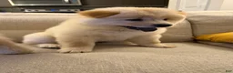 Chow Chow dogs for sale: Ferox - Ad 1