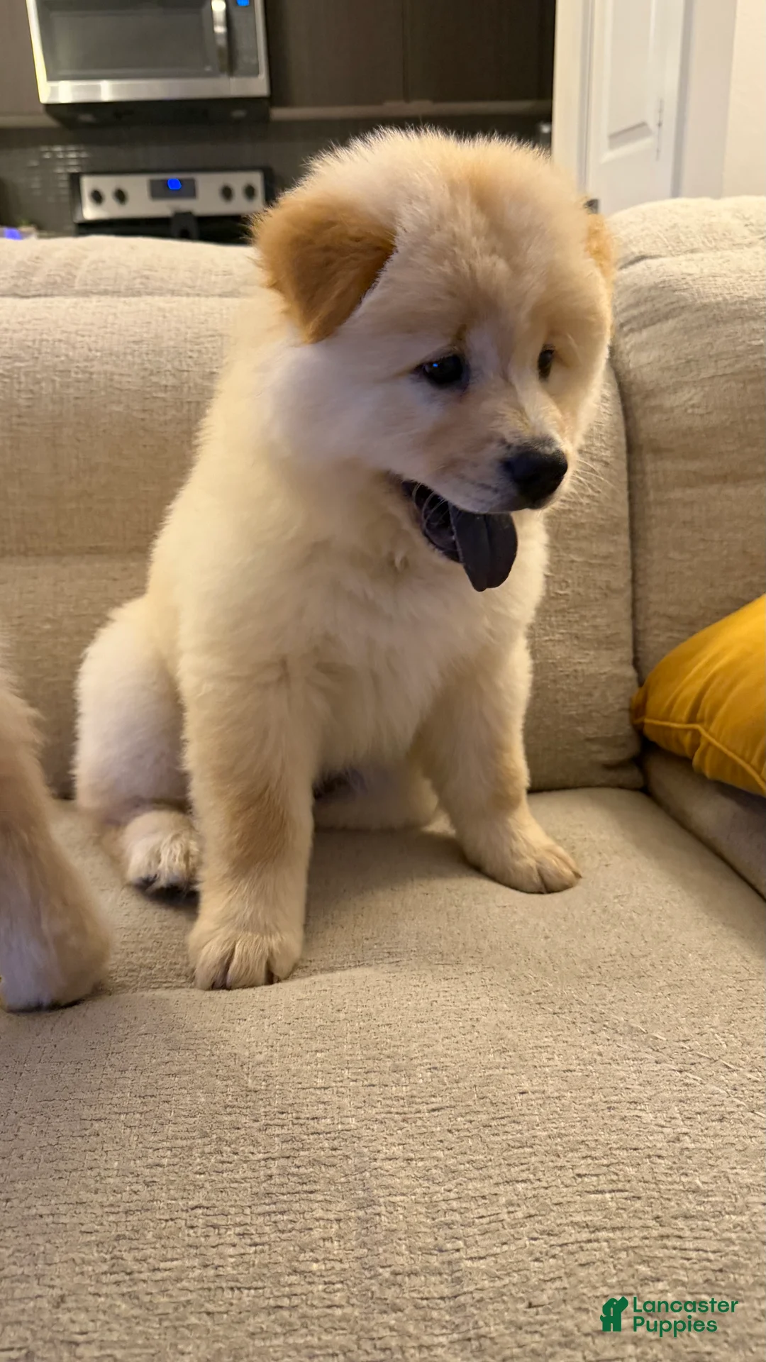 Chow Chow dogs for sale: Ferox - Ad 1