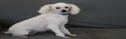 Miniature Poodle dogs for sale: Parker - Ad 10