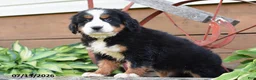 Bernese Mountain Dog dogs for sale: Rachel - Ad 2