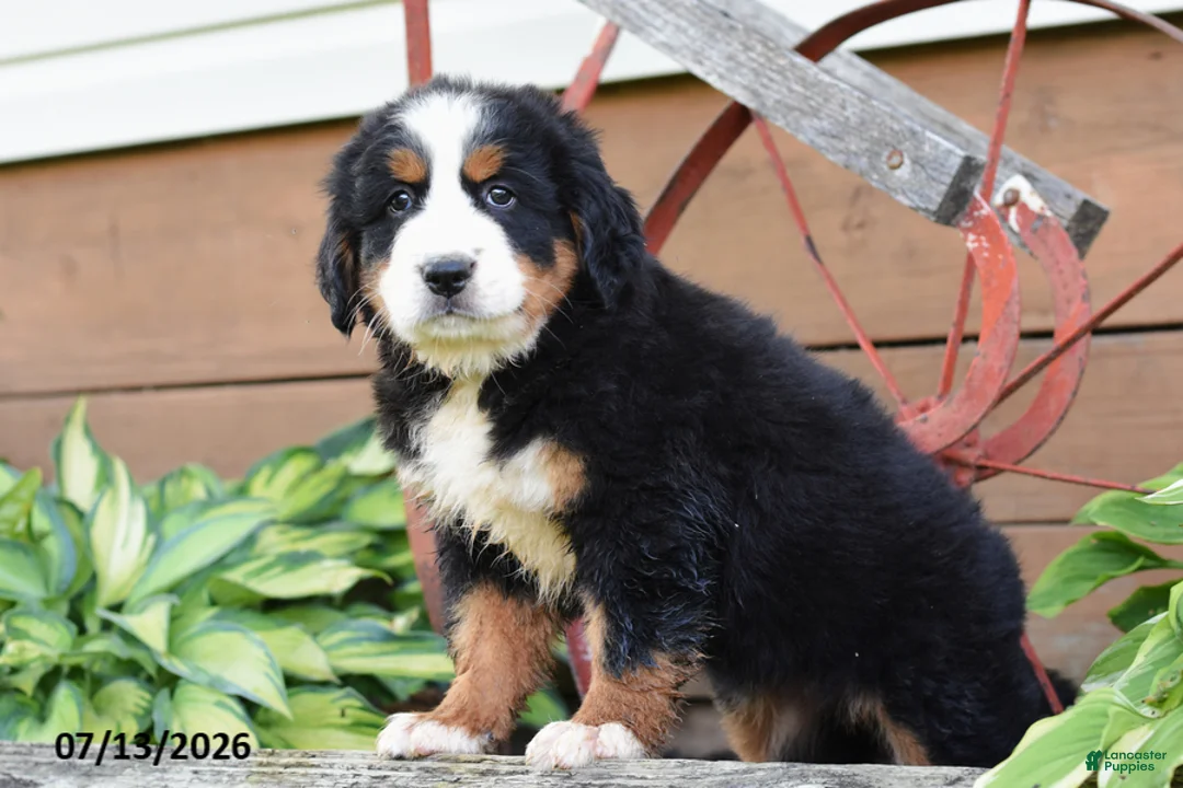 Bernese Mountain Dog dogs for sale: Rachel - Ad 2
