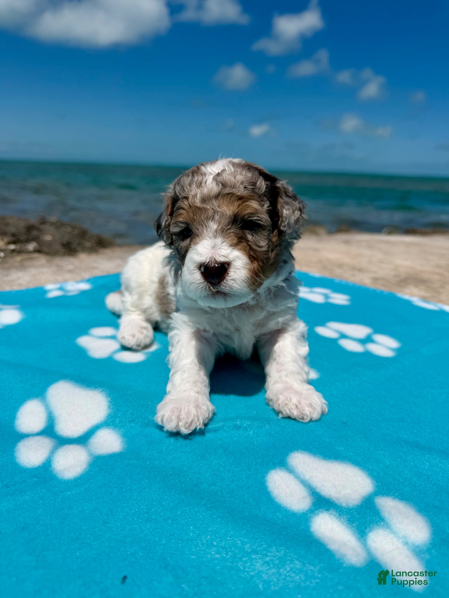 Miniature Poodle dogs Miniature Poodle Red - Ad 1