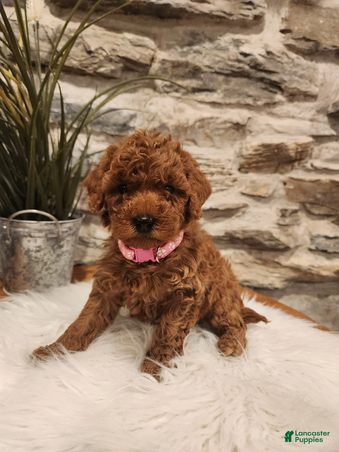 Mini Goldendoodle dogs for sale: BAILEY - Mini Goldendoodle Puppy 8 - Ad 1