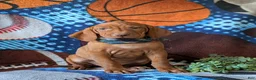 Vizsla dogs for sale: Harley - Ad 5