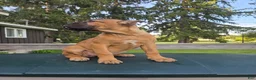 Cane Corso dogs for sale: Sonya - Ad 4