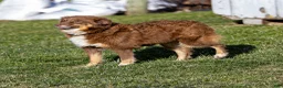 Miniature Australian Shepherd dogs for sale: Jake - Ad 6